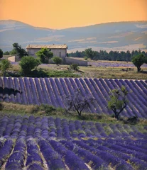 Foto op Plexiglas huis in zijn lavendelvelden © asaflow
