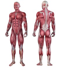 Fototapeta na wymiar weibliches und männliches Muskelsystem