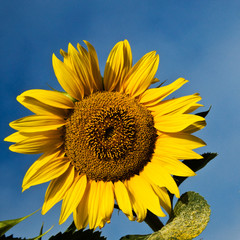 Naklejka premium tournesol