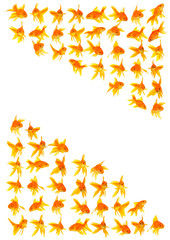 Goldfishes
