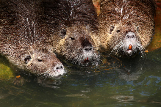 Ratas
