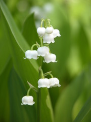 Lily of the valley