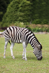 Fototapeta na wymiar Zebra grazing.