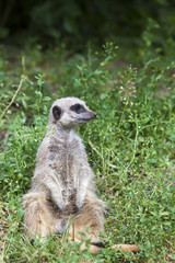 Sitting Meerkat