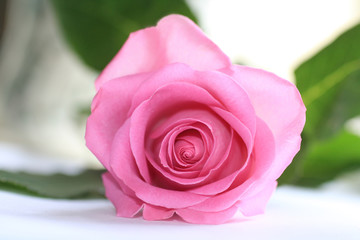 Beautiful pink rose close up