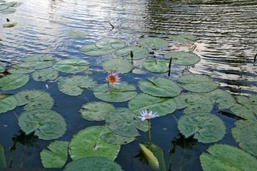 Nénuphar2