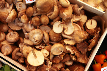 Shiitake Pilze