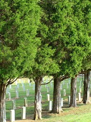 An Military Cemetary with Cedar Trees Standing Sentinel