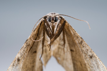 Motte frontal