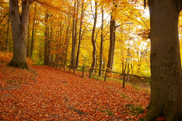 Fototapeta na wymiar Jesień w lesie