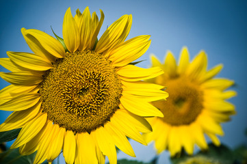 Fototapeta premium tournesols
