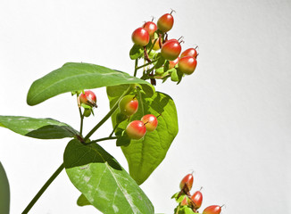 Johanniskraut - Beeren