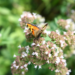Small Tortoiseshell (Aglais urticae) butterfly