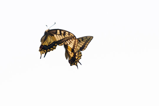 Schmetterlinge vor weißem Hintergrund freigestellt