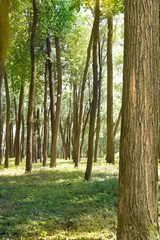 Park  oak   grove