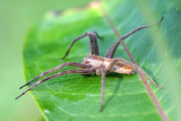 Nursery-web Spider - Pisauridae