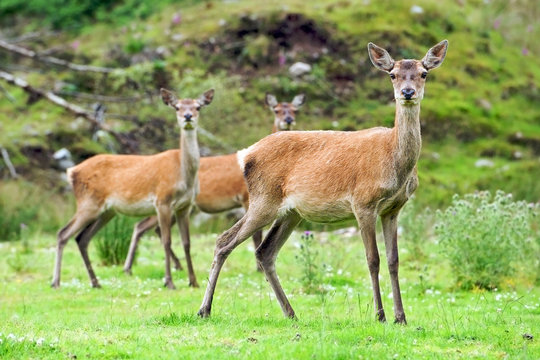 deer