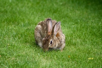 rabbit