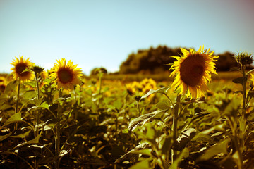 Sunflowers Growing in Tuscany