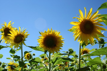 Sunflowers
