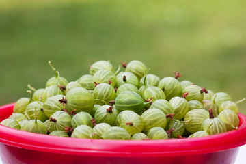 Gooseberries