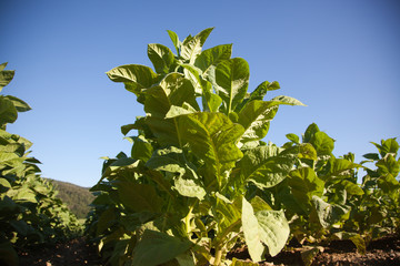 Tobacco Plantation in Tuscany