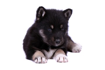 Obraz premium Liegende Laika Welpe