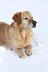 Labrador Retriever im Schnee