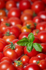 freshly gathered tomatoes with basil 03