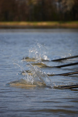 Skulls tauchen ins Wasser ein