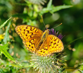 High Brown Fritillary Argynnis adippe feeding on thistle