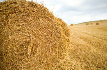 Golden hay bales in the countryside