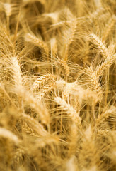 Fototapeta premium Ripe golden wheat spikes
