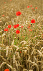 Wheat spikes and beautiful blossoming poppies