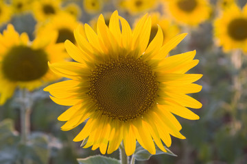 Fototapeta premium campo de girasoles
