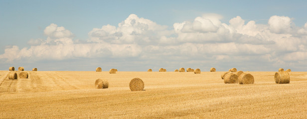 Golden hay bales in the countryside