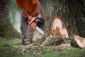 coupe forêt arbre tronc abattage gestion tronconneuse bucheron