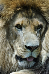 Male lion face