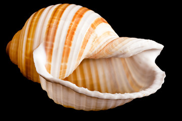 seashell isolated on black background