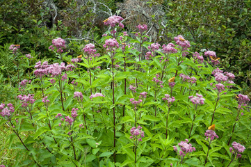 Obraz premium Butterflies covering a wildflower bush