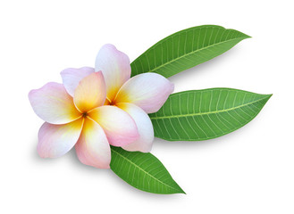 Frangipani (Plumeria) flower on white background