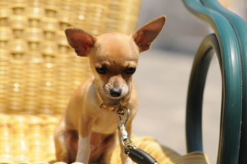 Rehpinscher