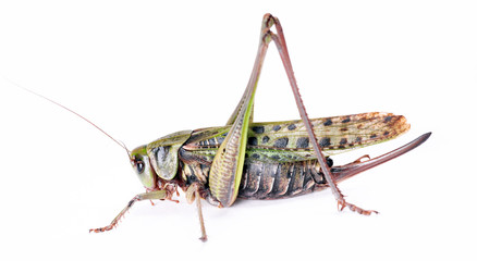 large beetle isolated on white background