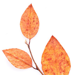 close-up photo of autumn leaf