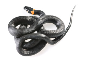 Snake isolated on white background.