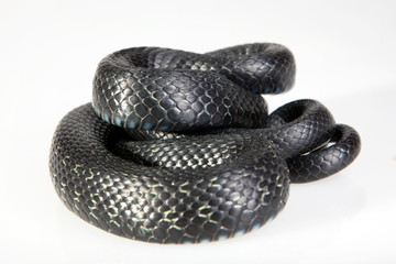 Snake isolated on white background.