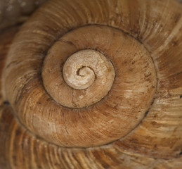 Shell of garden snail