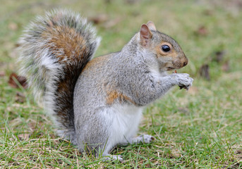 squirrel © Heorshe