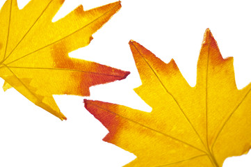 Vibrant Fall Leaf Background