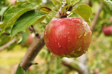 Apple with Raindrops